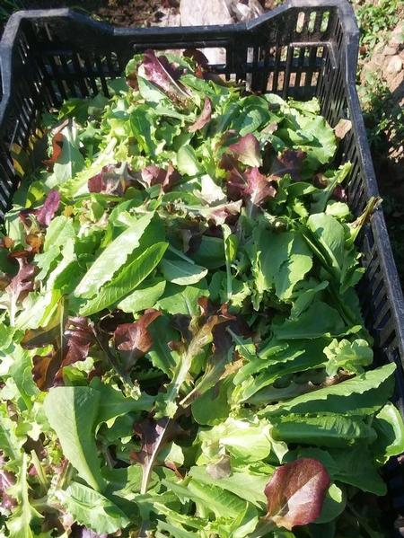 Salad Mix in the Crate