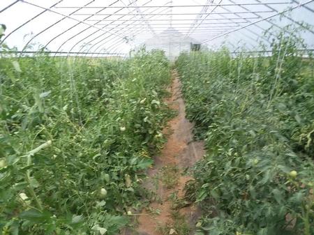 Tomatoes in the Greenhouse